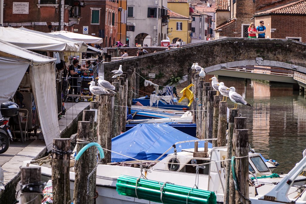 DSC00286.jpg - 08 Chioggia