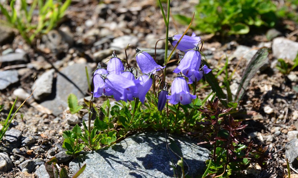 DSC_1134a.jpg - 02 flora della val Veny