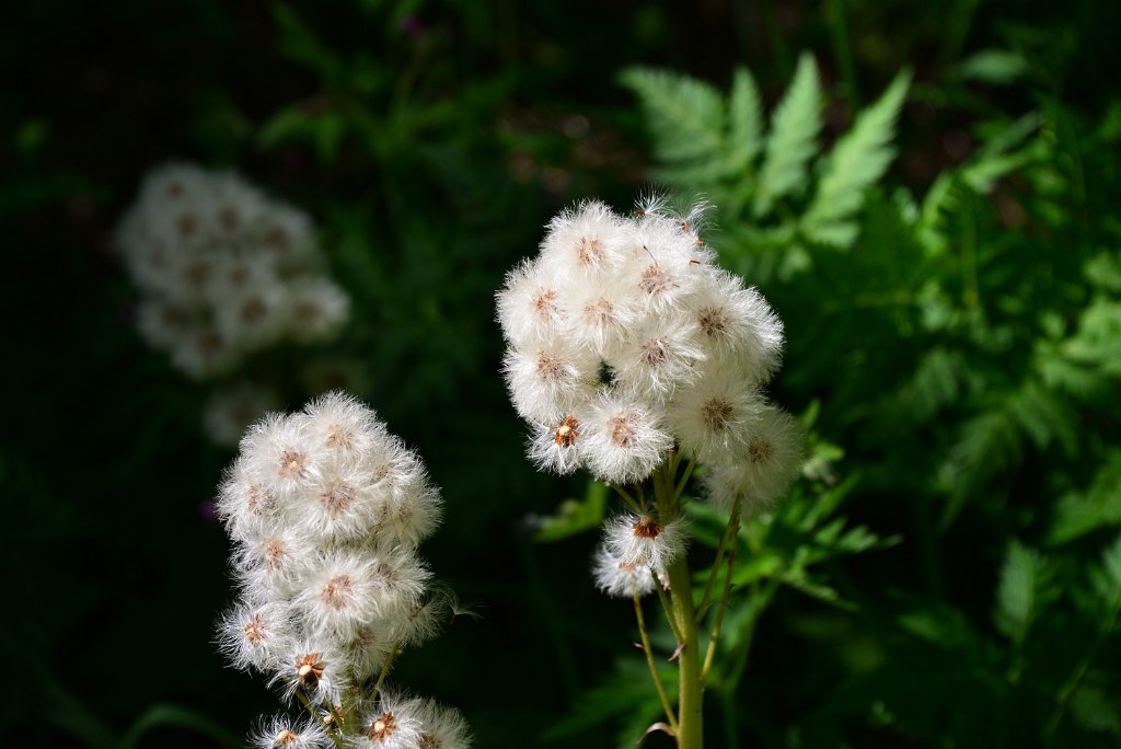 DSC_1154.JPG - 04 flora della val Veny